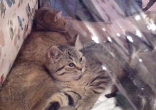 Выставка кошек “Новогодний карнавал” прошла в Уссурийске