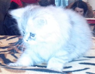 Выставка кошек “Новогодний карнавал” прошла в Уссурийске