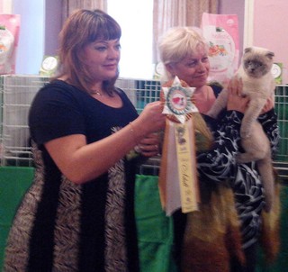 Выставка кошек “Новогодний карнавал” прошла в Уссурийске