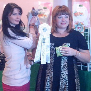 Выставка кошек “Новогодний карнавал” прошла в Уссурийске