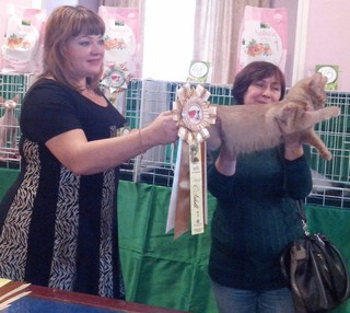 Выставка кошек “Новогодний карнавал” прошла в Уссурийске