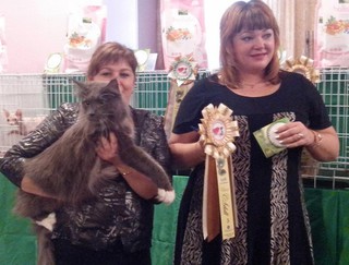 Выставка кошек “Новогодний карнавал” прошла в Уссурийске