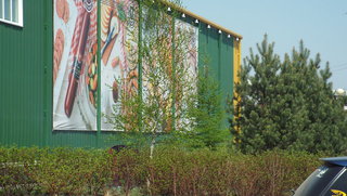 Березовая рощица возле супермаркета прекратила существование