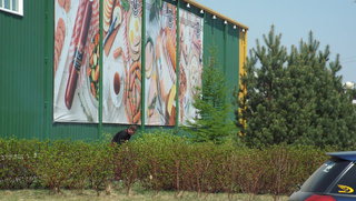 Березовая рощица возле супермаркета прекратила существование