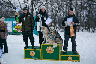 Гонки на собачьих упряжках прошли в Уссурийске