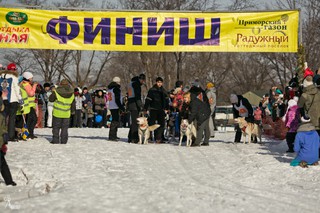 Гонки на собачьих упряжках прошли в Уссурийске