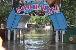 Операция по спасению животных в зоопарке «Зеленый остров» продолжается