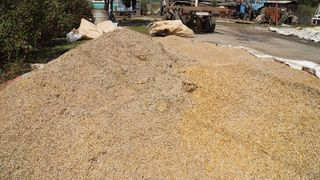 Зерно в фермерском хозяйстве спасли совместными усилиями
