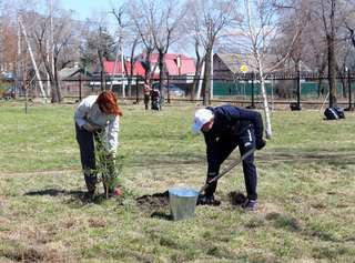 Аллея в парке имени А.К. Чумака пополнилась новыми деревьями